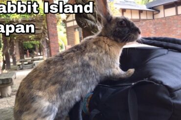 [Cutest]Rabbit who wants to know the contents of the backpack | Rabbit Island in Japan（大久野島/うさぎ島）
