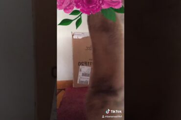 How is my bunny dancing? #rabbit #dancing #tiktok