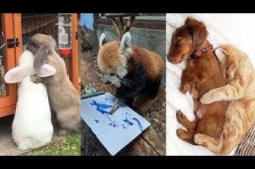 Cute baby animals Videos Compilation cute moment of the animals   Soo Cute! #14