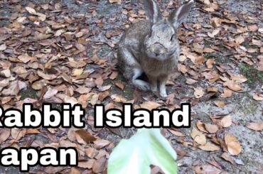 [Cutest]One rabbit who wants cabbage | Rabbit Island in Japan（大久野島/うさぎ島）