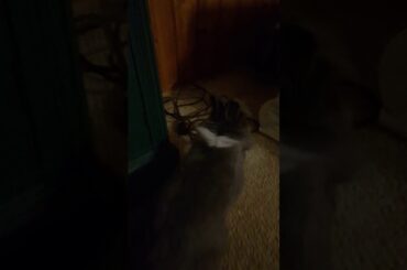 Cute rabbit hops around