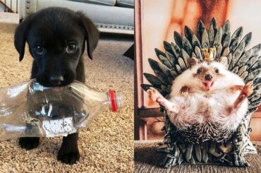 Cutest Animals! Cute baby animals Videos Compilation cute moment of the animals #16