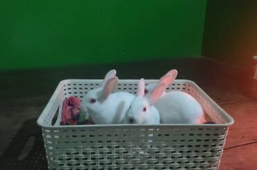 Cute cute pet rabbits
