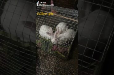 Funny video of rabbits eating leaves