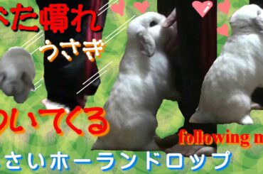 #37【べた慣れうさぎがついてくる】足ダン(Cute bunny following me) ロップイヤー ホーランドロップ ウサギ うさぎ Holland Lop Rabbit