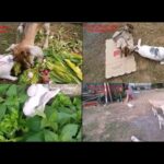 Funny & Lovable Pet Rabbit Complication   Munnu & Kunnu's  Series of cutest Moments collection Part1