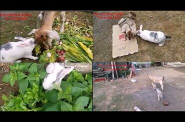 Funny & Lovable Pet Rabbit Complication   Munnu & Kunnu's  Series of cutest Moments collection Part1
