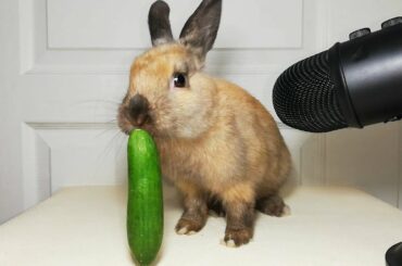 Rabbit Cucumber ASMR Eating Sounds Chruchy Food Cute Bunny Rabbit / my Pets ASMR