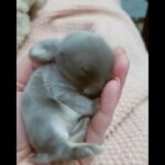 cute newborn baby bunnies | Cutest rabbit | Swami media