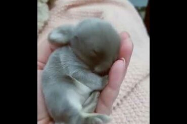 cute newborn baby bunnies | Cutest rabbit | Swami media