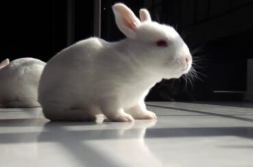 Our Most Beautiful. Cutest Bunny Rabbits . Baby rabbits