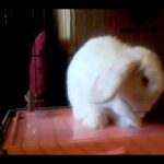Cute bunny cleaning her ears!