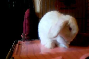Cute bunny cleaning her ears!