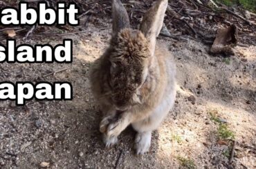 [Cutest]Rabbits can't stop sneezing | Rabbit Island in Japan（大久野島/うさぎ島）