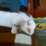 Cute bunny Mikimoto sleeping