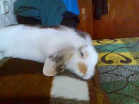 cute bunny sleeping