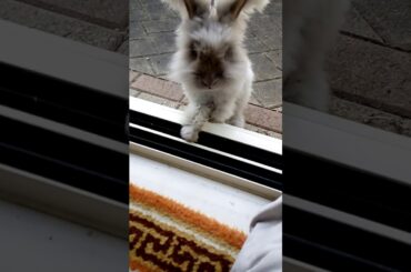 Cutest bunny rabbit