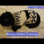 Luna In The Cutest Winter Sweater! (Bunny hates dressing up!)