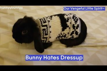 Luna In The Cutest Winter Sweater! (Bunny hates dressing up!)