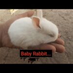 Born cute baby Rabbits...❤