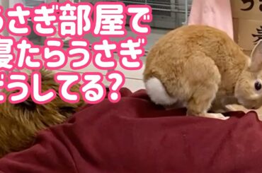 【うさぎ】うさぎ部屋で寝られたうさぎ【かわいい】Cute rabbit #84