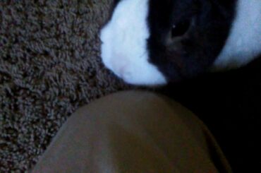 Bambi the cute Rabbit