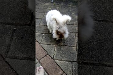 World's Cutest  Rabbit