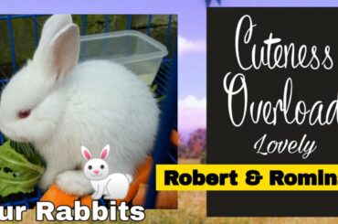 My Cute Rabbits | Robert and Romina