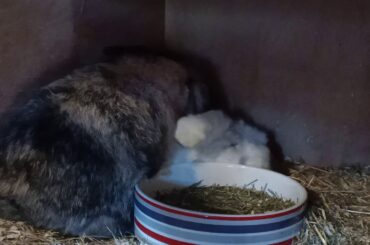 Joanne Deal's Beautiful Bunnies. Big babies feeding.