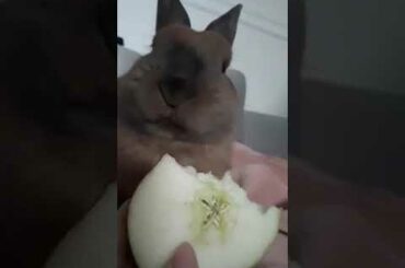 Cute bunny eating apple