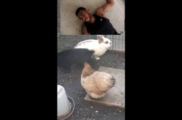 Bunnies being very cute