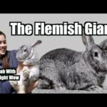 Learning about Rabbit Breeds : The Flemish Giant