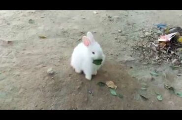 Lionhead Angora Bunny