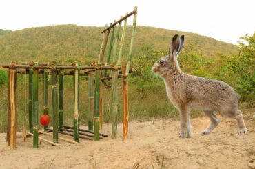 Wow! Smart Rabbit Trap Using Cage A Door Closed - Creative Method Rabbit Trap