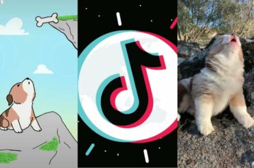 Cute doggo from TikTok @alexrabbit