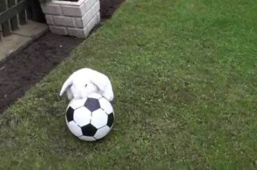 Mini Lop Rabbit Playing Football