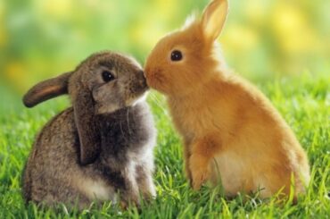 Cute Rabbits