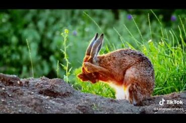 Rabbit status# nature WhatsApp status