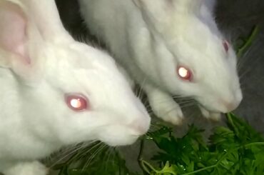 Cute rabbit eating vegetables | cute bunny