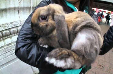 CUTE RABBIT UP CLOSE