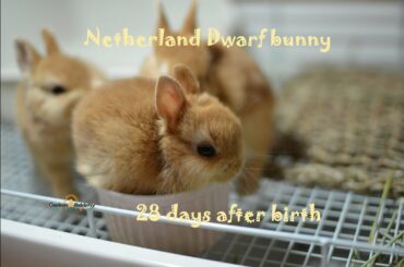 ネザーランドドワーフの赤ちゃん 生後28.29日目 Fluffy bunny baby NetherlandDwarf