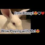 Playing With The CUTE Bunny and SHOUT OUTS FRIENDS!