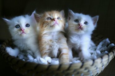Three little Teddy kittens | Cutest Baby British kittens