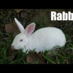 Rabbit Video and Sound Effect (4k)