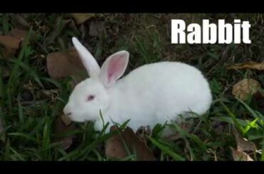 Rabbit Video and Sound Effect (4k)