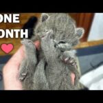 1st Month After Birth | Kitten Loves her mom 💕 Too cute | British Shorthair