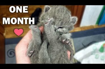 1st Month After Birth | Kitten Loves her mom 💕 Too cute | British Shorthair