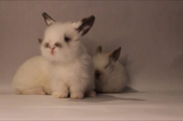 6 little bunnies January 17, 2020