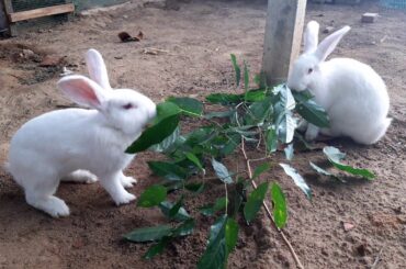 My rabbit morning routine 2🐇🐇🐇🐇