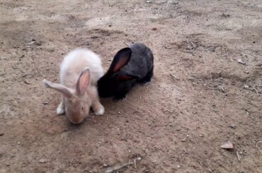 My rabbit evening routine ❤🐇🐇1